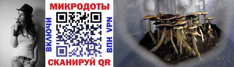 блэк спрут вход  Трубчевск  Галлюциногенные грибы Cubensis 